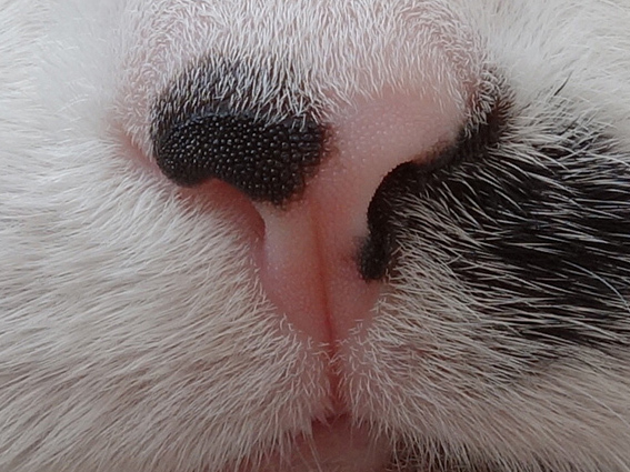 This incredibly detailed photo of a cat was apparently taken with the LG G3