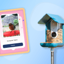 Bird Buddy: a camera fitted bird feeder and life-affirming joy