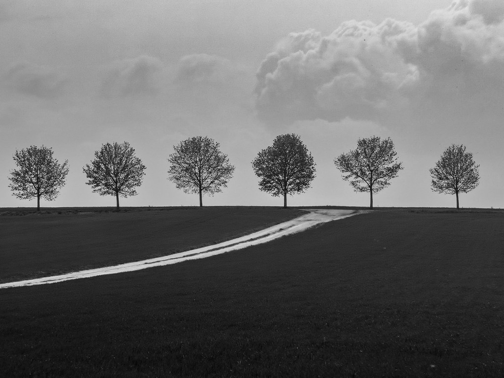 Tree line ©Michal Petru HUAWEI P40 Pro