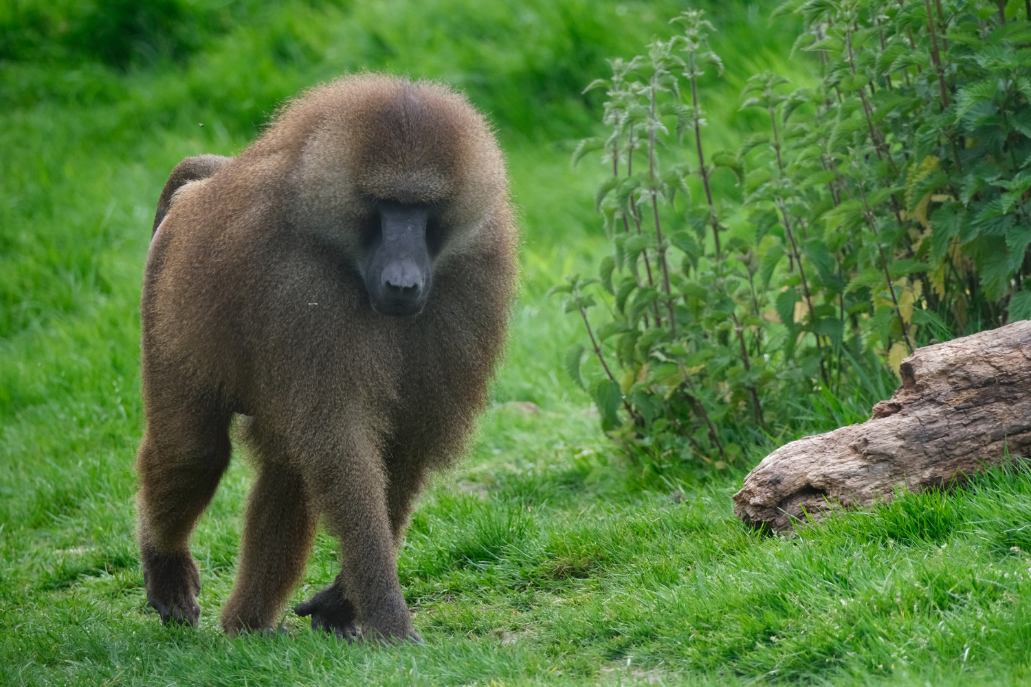 Fujifilm X-T50 sample photos baboon