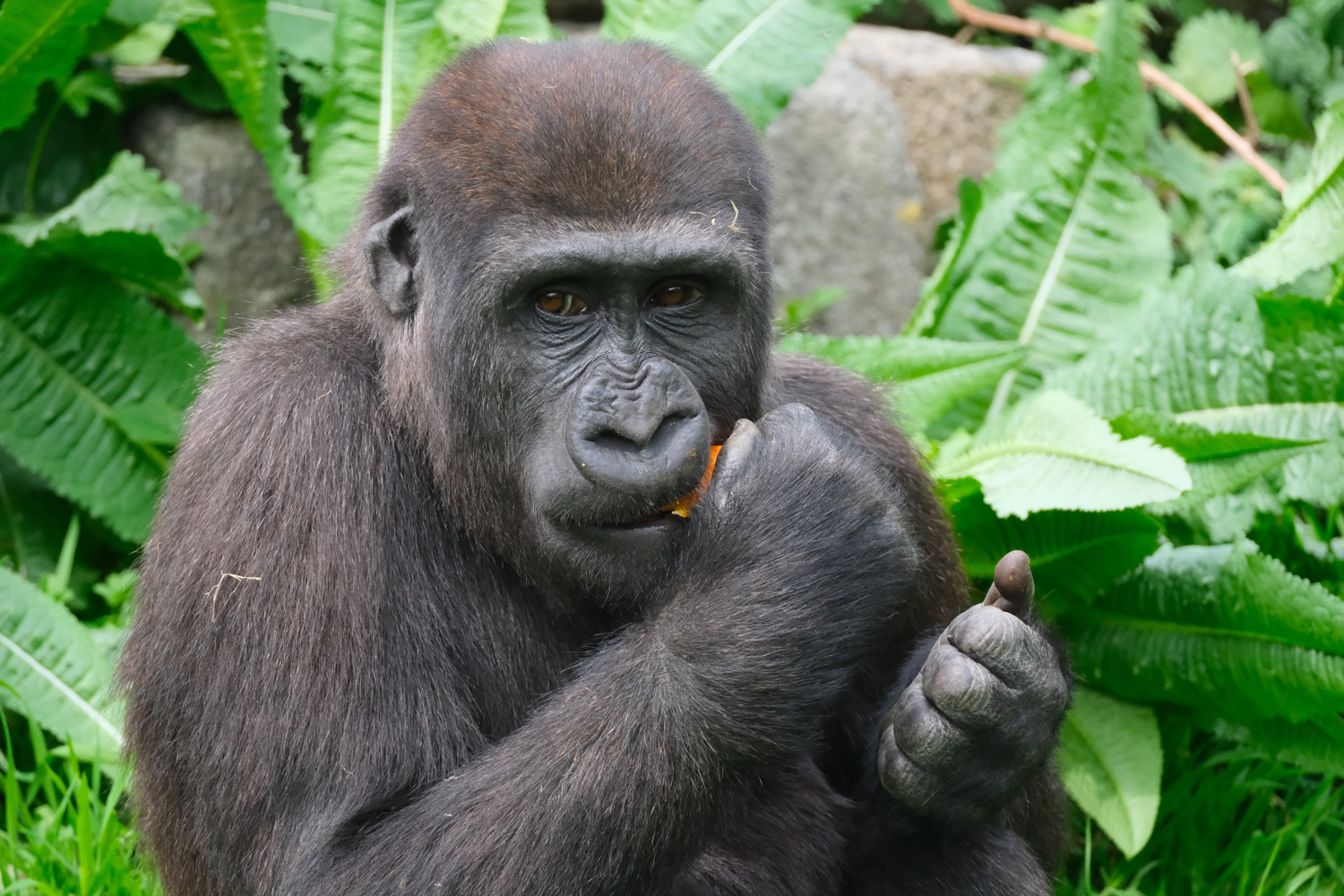 Fujifilm X-T50 sample photos gorilla eating