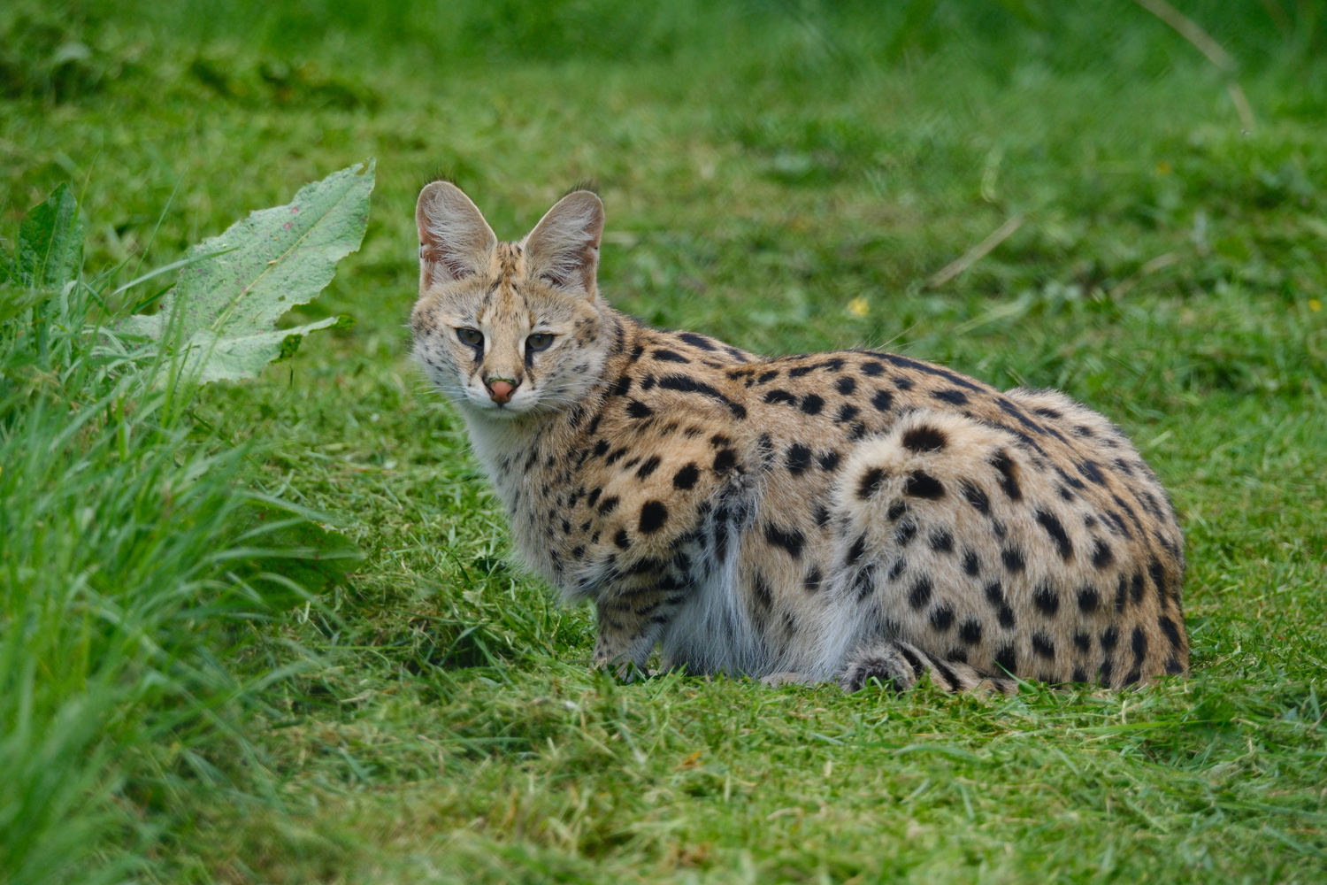 Fujifilm X-T50 sample photos wild cat