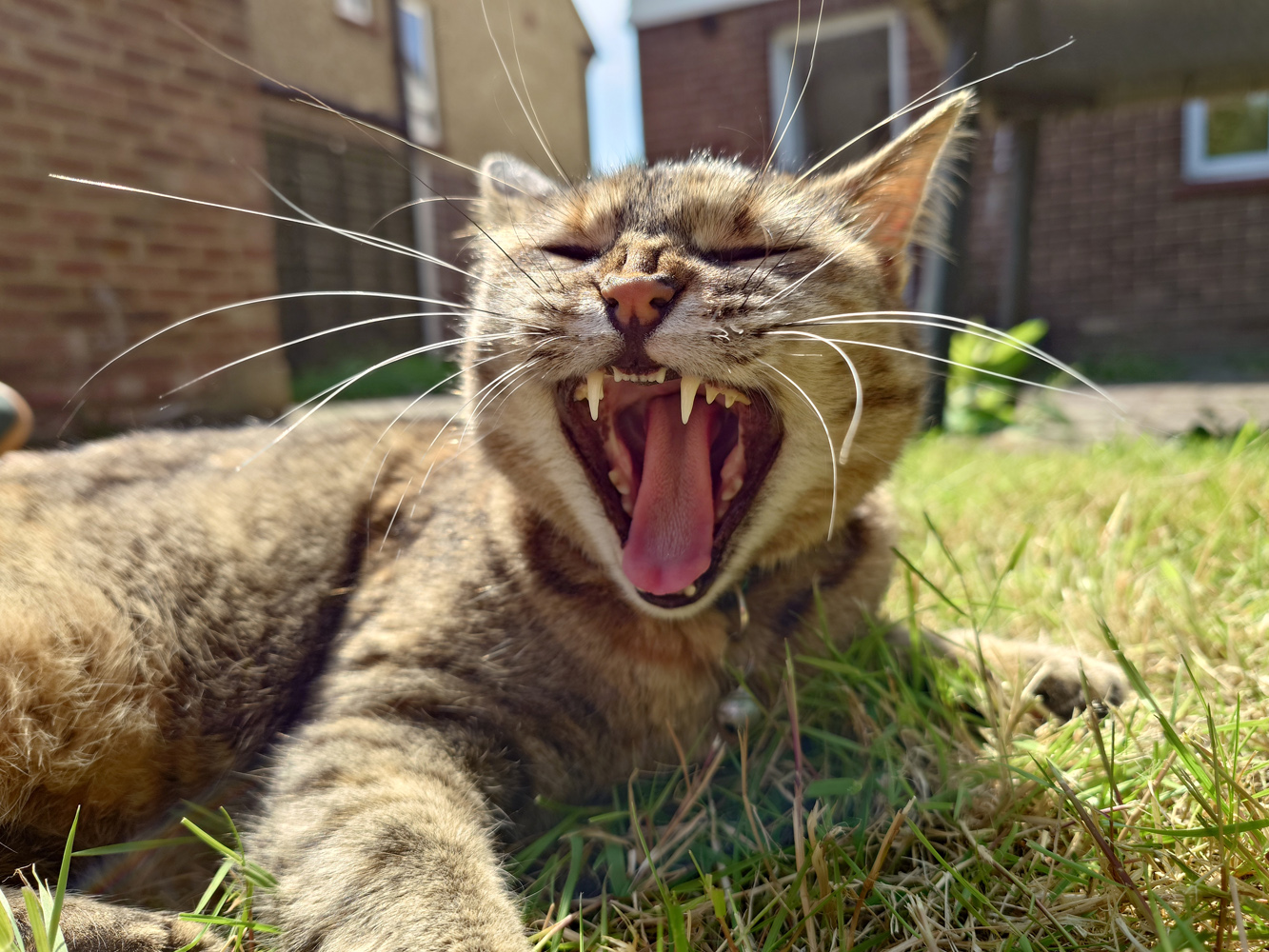 Sony Xperia 1 VI camera samples cat yawn