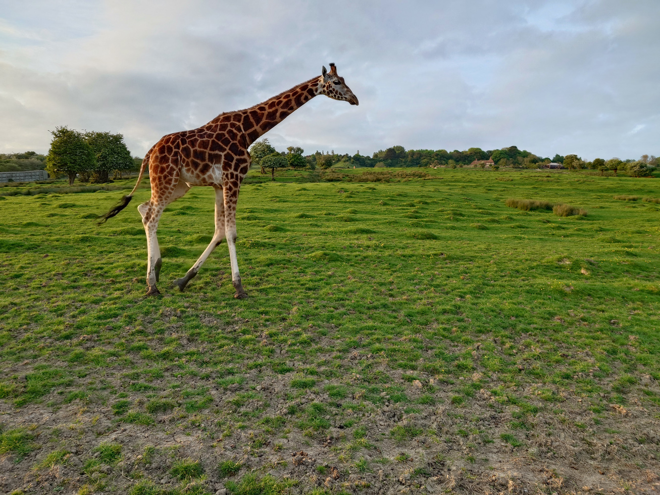 Sony Xperia 1 VI camera samples giraffe