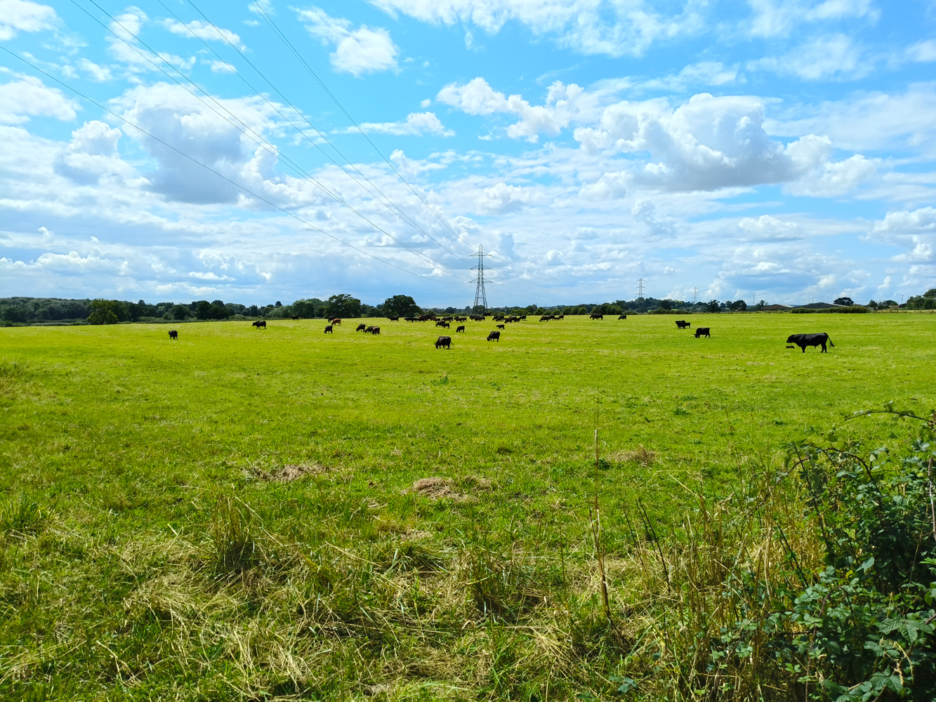 Oppo Reno 12 Pro camera samples cows