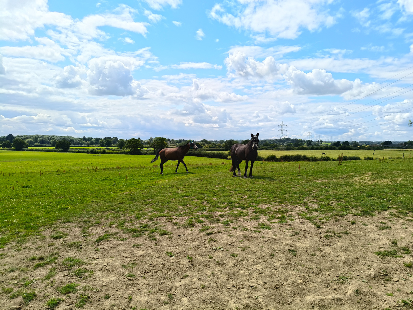 Oppo Reno 12 Pro camera samples horse