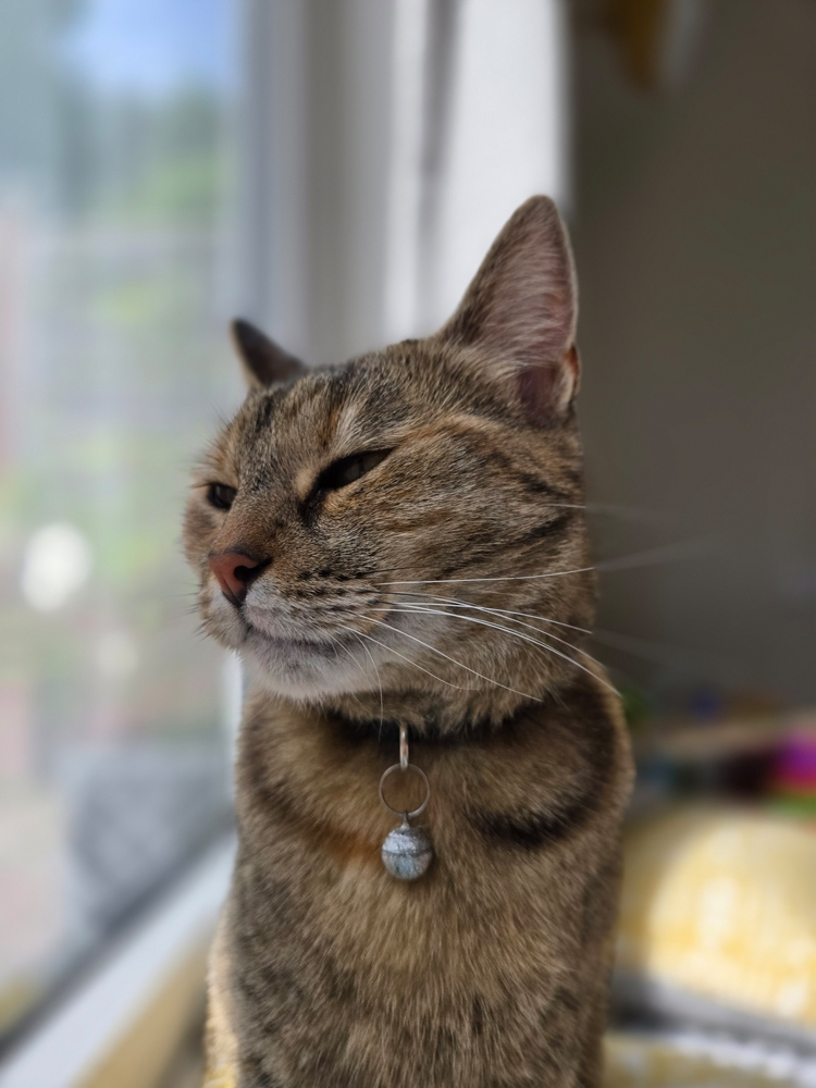 Samsung Galaxy Z Fold6 camera samples cat portrait