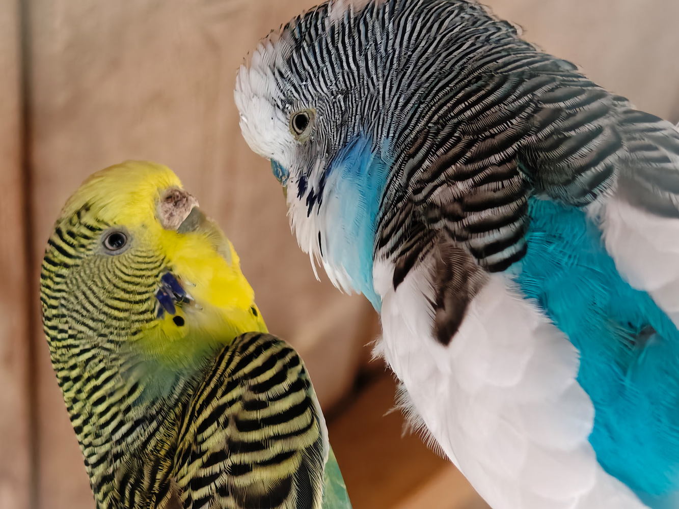 Vivo X Fold3 Pro camera samples budgies