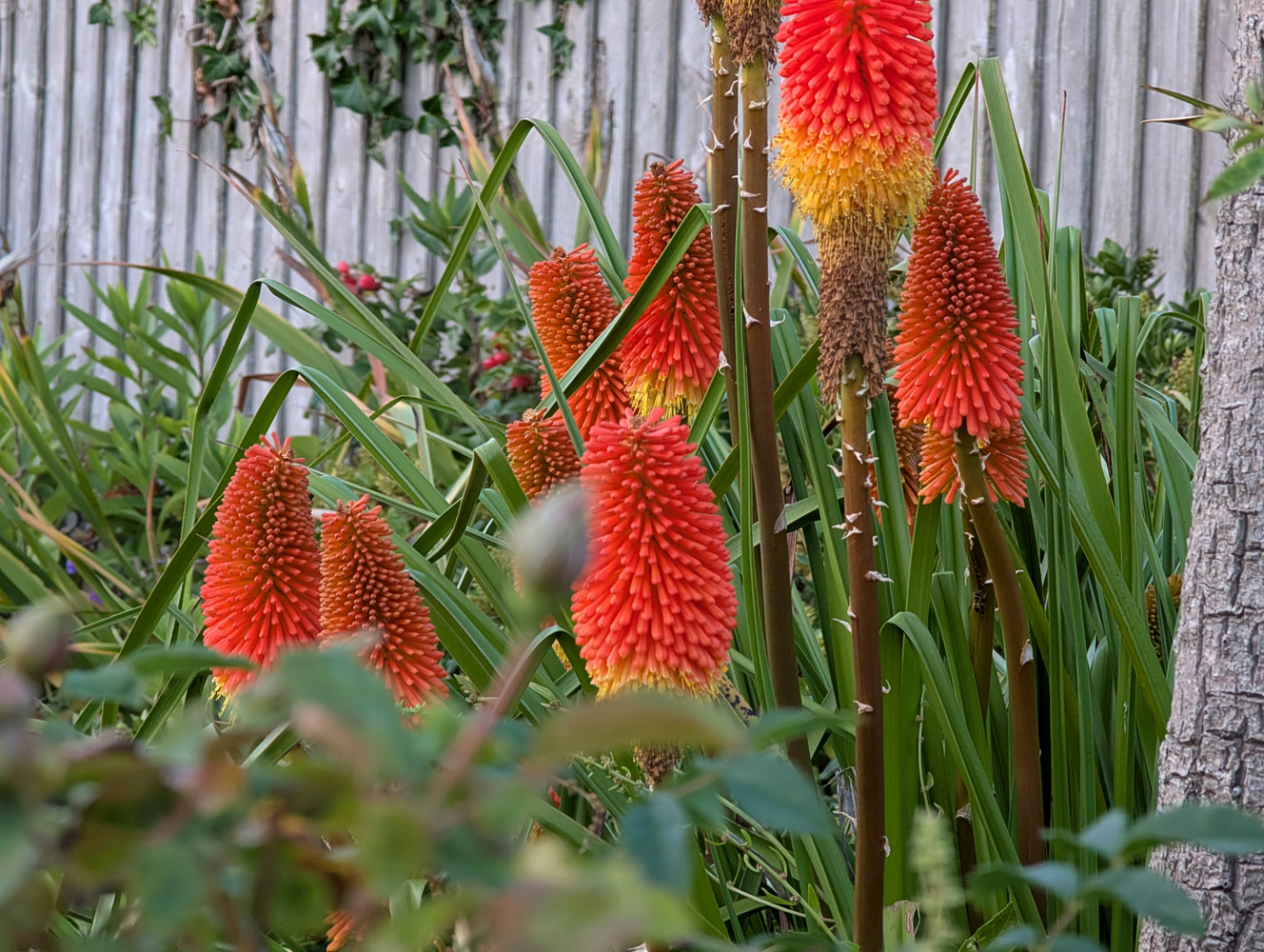 Google Pixel 9 Pro XL camera samples orange flowers