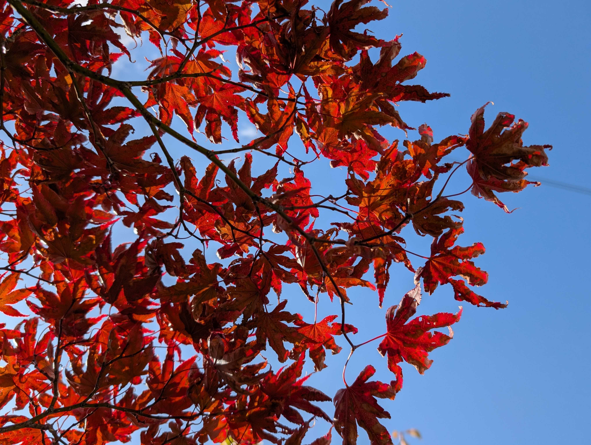 Google Pixel 9 camera sample showing leaves