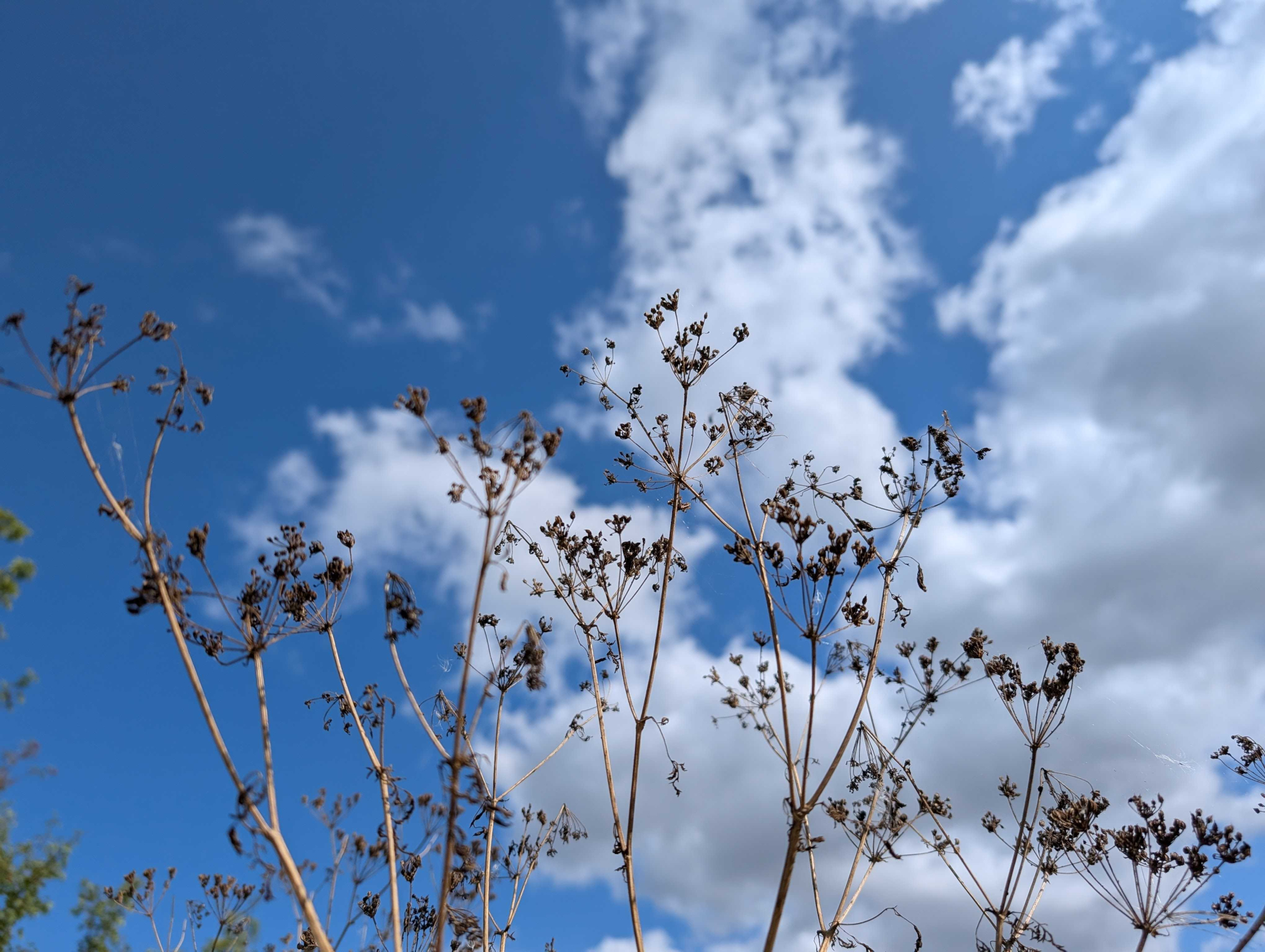 Google Pixel 9 camera sample showing grass