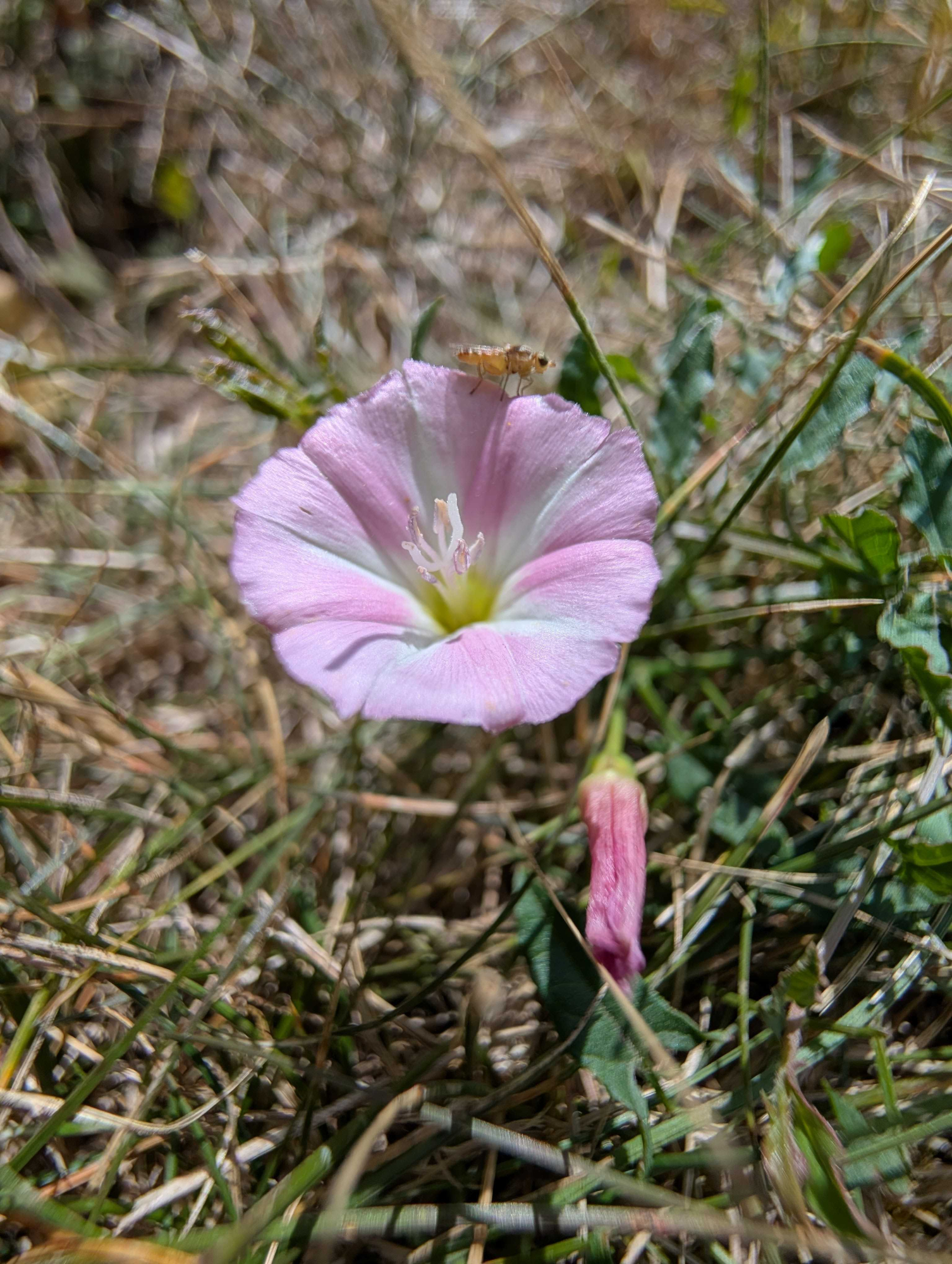 Google Pixel 9 camera sample showing a flower