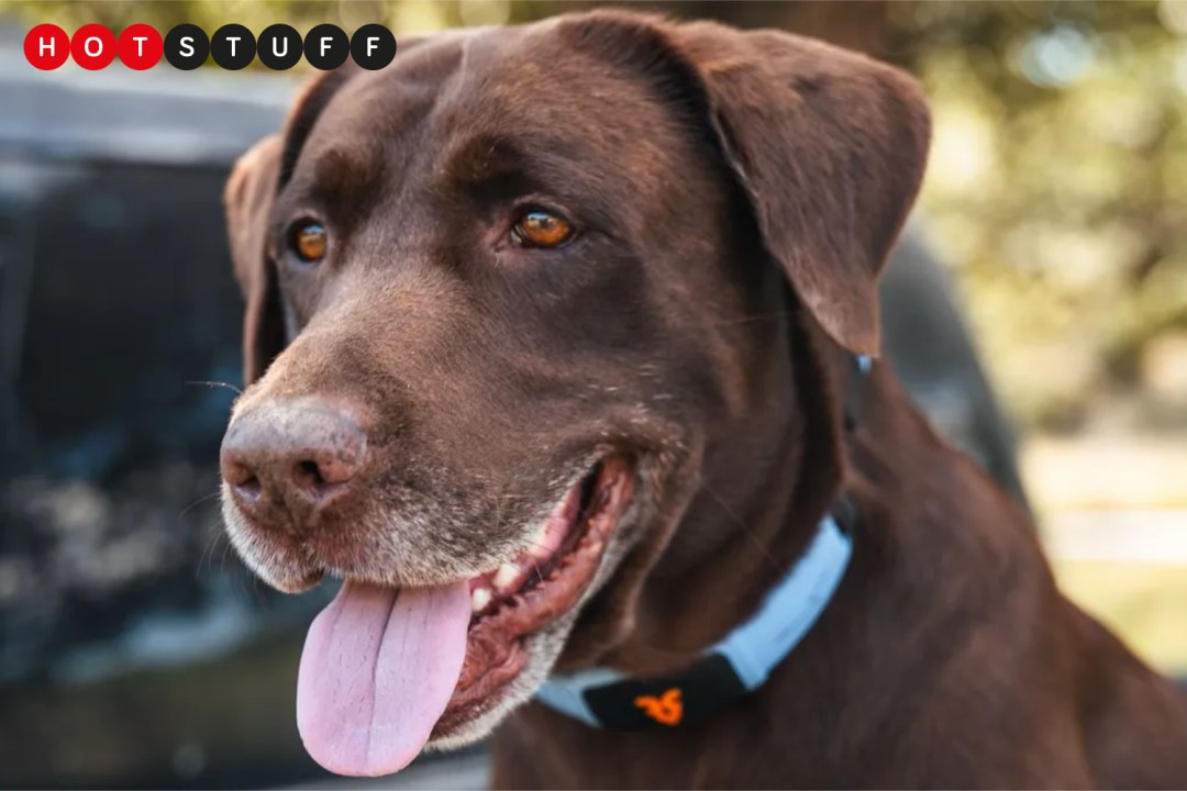 Shazam Band AI Pet Collar