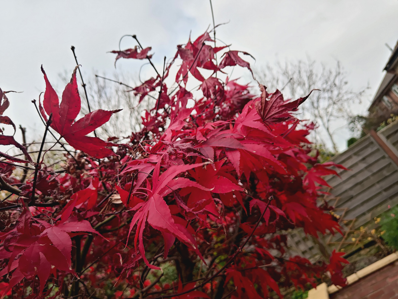 Asus ROG Phone 9 Pro review camera samples foliage