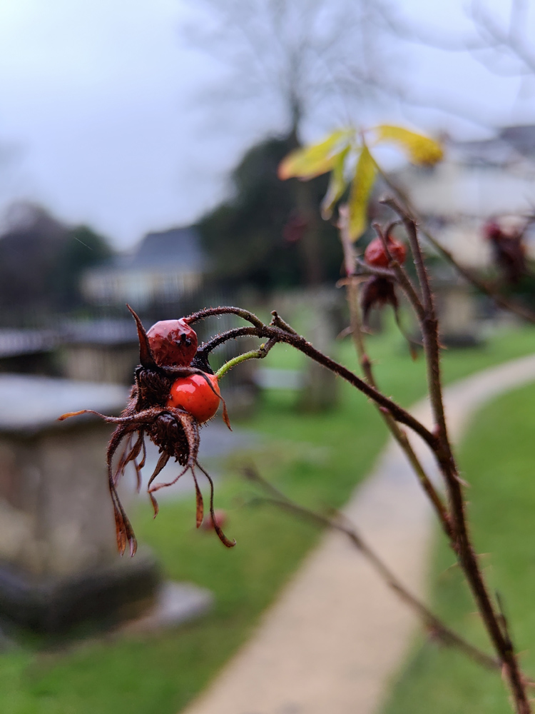 Nubia Z70 Ultra camera samples berries