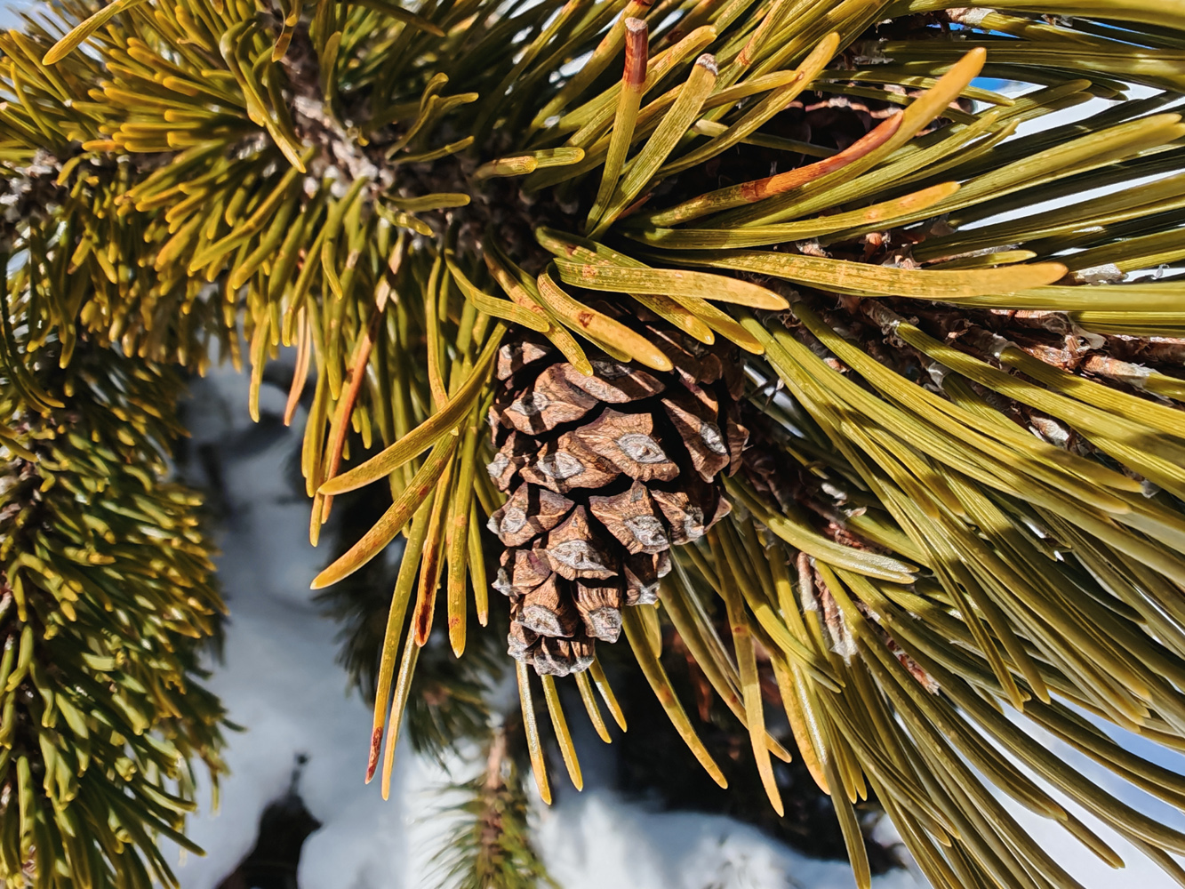 Honor Magic 7 Pro camera sample macro pine cone