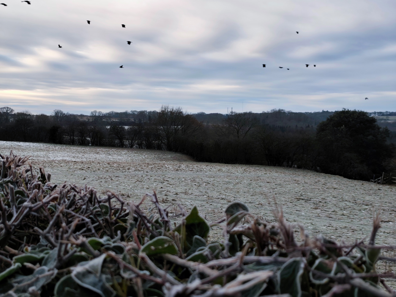 Redmi Note 14 Pro Plus camera frost field birds