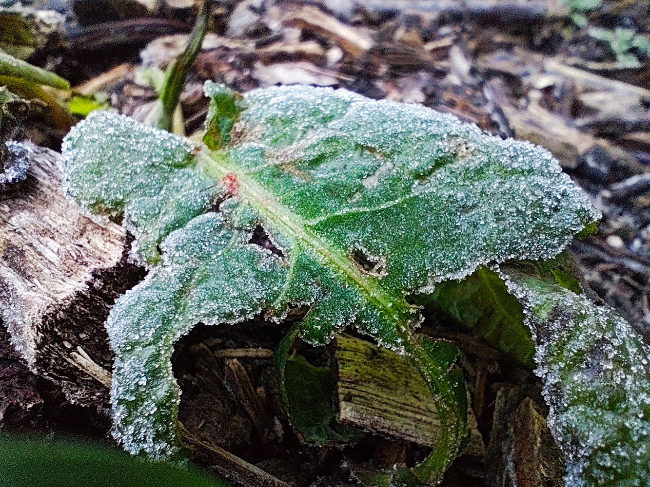 Redmi Note 14 Pro Plus camera macro