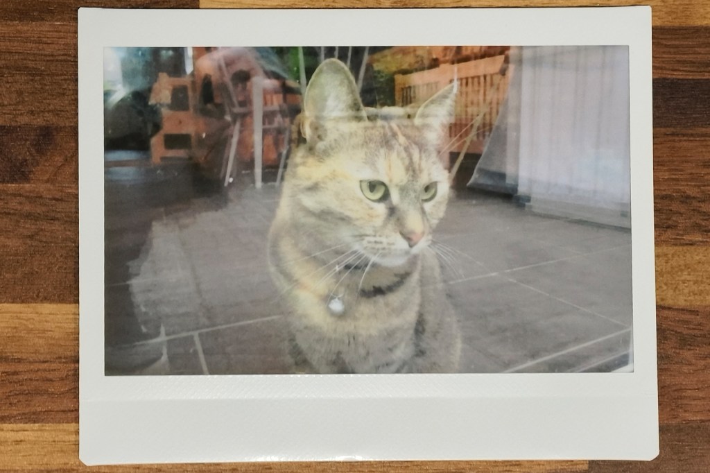 Fujifilm Instax Wide Evo cat physical